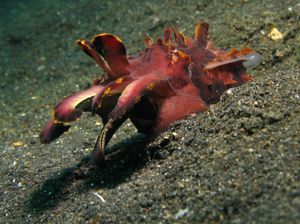 비퉁, 북술라웨시의 개체