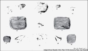 1822년 최초의 프티코두스 이빨 그림