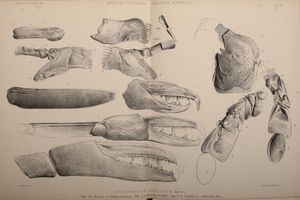 세 개의 협각 발톱을 포함한 P. anglicus의 화석 그림.