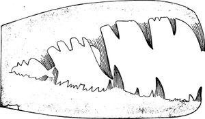 Cheliceral claw of P. barrandei.