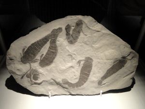 미국 뉴욕주 후기 실루리아기 피들러스 그린 지층에서 발견된 P. monroensis의 화석 표본.