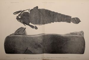 P. anglicus 화석의 삽화, 거의 완전한 표본과 흉부 마디 포함.