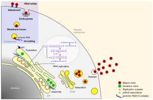 일본뇌염 바이러스(JEV)의 복제