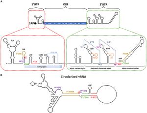 플라비바이러스(Flavivirus) RNA 유전체, 3' 및 5' UTR 및 순환을 보여줌