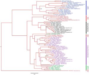 매개체를 기준으로 한 플라비바이러스속의 계통수; 진드기 매개(검은색), 모기 매개(보라색), 알려진 매개체 없음(빨간색), 무척추동물 바이러스(파란색/녹색)