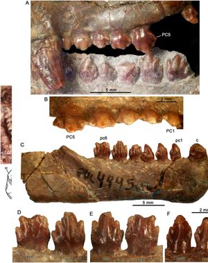 프로파이노그나투스 젠세니의 치아