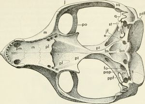구개면에서 본 두개골 그림