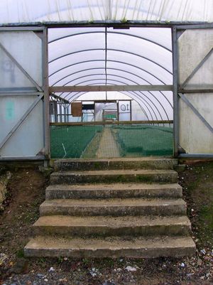 영국 웨스트 서섹스 풀보로에 위치한 뉴 플레이스 널서리에서 자라는 플러그