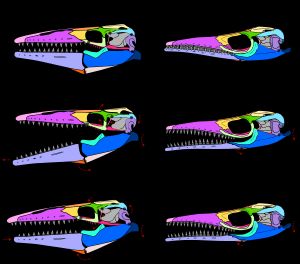 두개골 운동성 틸로사우루스와 플로토사우루스 사이; A. 휴식 B. 전진 C. 후퇴 위치