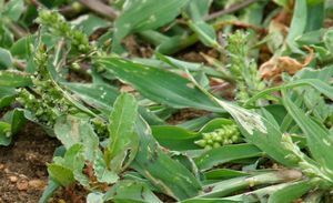 정글 벼 (Echinochloa colona)