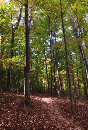 인디애나주 플로이드 놉스에 있는 마운트 세인트 프란시스 숲