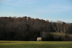 조지타운의 구릉지에는 농지, 들판, 숲이 있으며, 집과 몇 개의 주거 단지가 점점이 흩어져 있다.