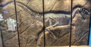 벽에 전시된 화석