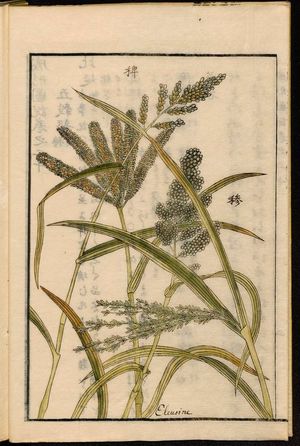 《세이케이 즈세츠》 농업 백과사전에 실린 Echinochloa esculenta