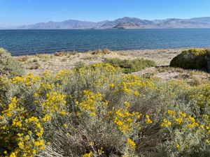 호숫가를 따라 핀 사초, 2023년 10월