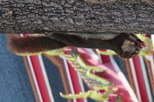 C. f. bocourti가 왓 포에서 수박을 먹고 있다, 방콕, 태국