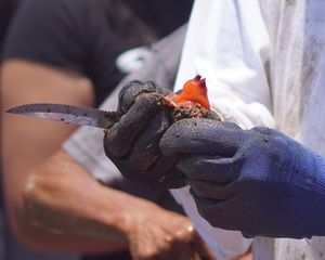 칠레 아리카 항구에서 Pyura chilensis 표본을 잘라 껍질에서 사이펀을 꺼내는 모습.