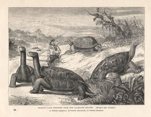 찰스 다윈이 C. abingdonii를 포함한 세 종의 갈라파고스 거북과 함께 조각된 모습 (Cassell's Natural History, 1878)