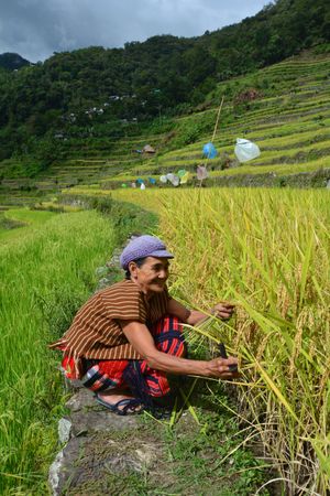 바타드의 계단식 논