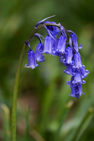 Common bluebell