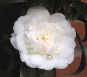 Camellia japonica nobilissima