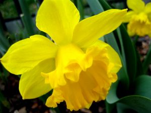 Daffodil
