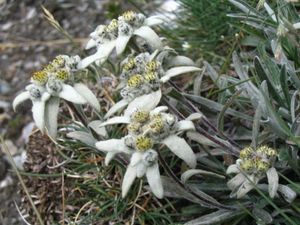 Edelweiss