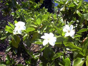 Gardenia