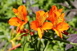 Alstroemeria (Lily of the Incas) CT