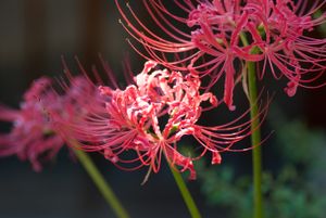 Red spider lily