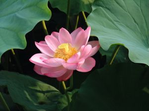 Lotus