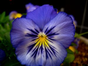Pansy