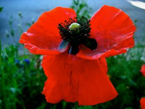 Red poppy
