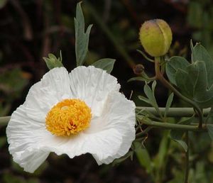 White poppy