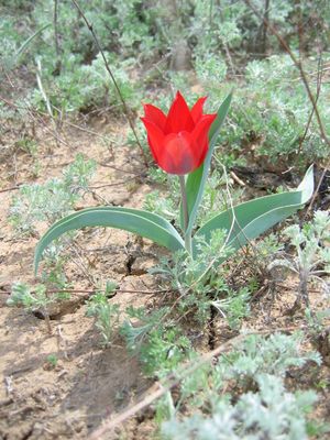 Red tulip