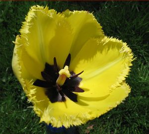 Yellow tulip