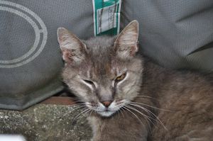 개찰구 고양이 미스케 (2010년 8월)