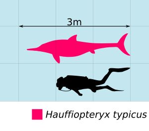 하우피오테릭스의 크기 비교