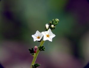 Heliotropium strigosum의 이 이미지에서 5수성을 쉽게 볼 수 있다.