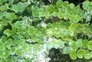 그림 4. 얕은 동굴에서 수심 10m에 있는 H. copiosa