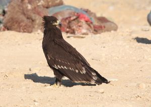 오만에서 겨울을 나는 성체