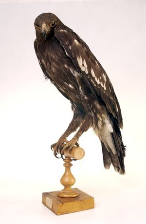 어린 개체의 박물관 표본