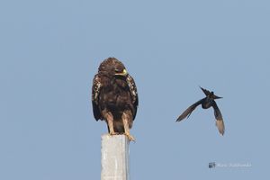 드롱고가 겨울을 나는 항라머리검독수리를 괴롭히는데, 이들은 다양한 크기의 새의 포식자이다.