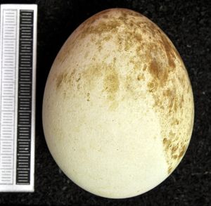 항라머리검독수리 알 (비엔 박물관 소장)