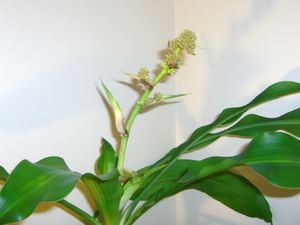 Dracaena fragrans 'Massangeana'의 꽃차례