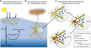 해양 남세균 트리코데스미움(Trichodesmium) 군락은 세균들과 상호작용하여 먼지로부터 철을 얻는다. a. 질소 고정 트리코데스미움(Trichodesmium)은 바다를 중요한 영양소로 비옥하게 하는데 있어서 환경적으로 큰 중요성을 가진다. b. 트리코데스미움은 먼지를 포획한 후 천천히 녹이는 독특한 능력을 가지고 있기 때문에 먼지 퇴적률은 높지만 영양소는 부족한 해역에서 대증식을 할 수 있다. c. 군집 내의 세균은 먼지와 반응하여 먼지를 용해시키는 시데로포어(siderophore)를 생성한다. 시데로포어에 의해 복합되고 용해된 철은 트리코데스미움이 획득하고 서로에게 상호이득을 가져다 준다.