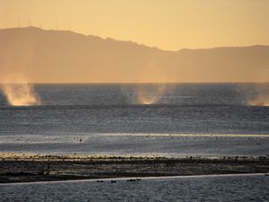 착륙하는 오클랜드 국제공항의 에어버스로부터 발생하는 항적 와류가 지면으로 내려오면서 바다와 상호 작용한다.