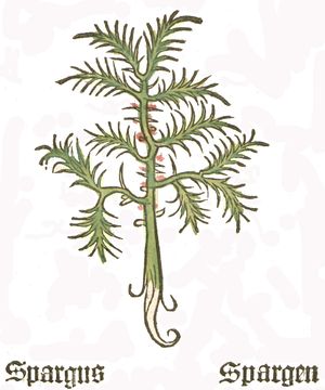 아스파라거스 잎 추출물은 2012년 연구에서 미미한 결과를 보였다.