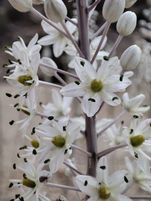Wild Drimia Maritima Flowers