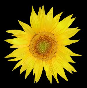 "해바라기"라는 용어는 식물 해바라기의 꽃차례에 비유한 것이다.